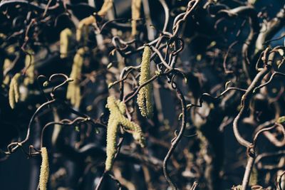 Close-up of plants