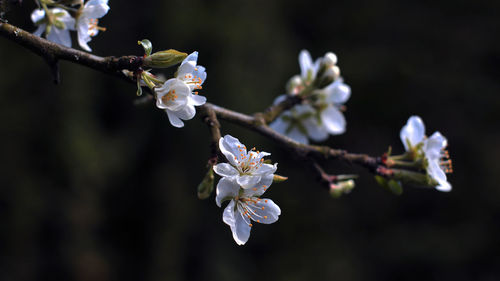 Spring flower