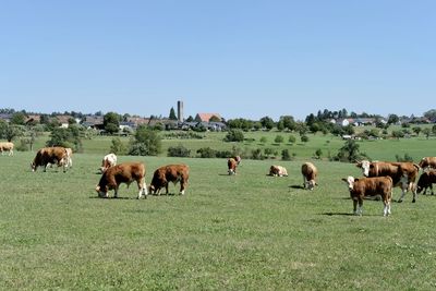 Horses grazing in field against clear sky