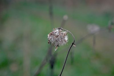 Close-up of wilted dandelion flower