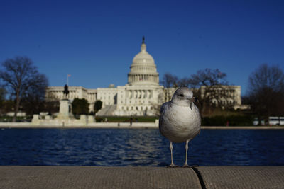 Close-up of seagull perching against clear sky in front of the capitol building, washington, dc, usa