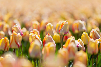 Close-up of yellow tulips on field