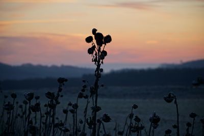 Close-up of silhouette plants against sky during sunset