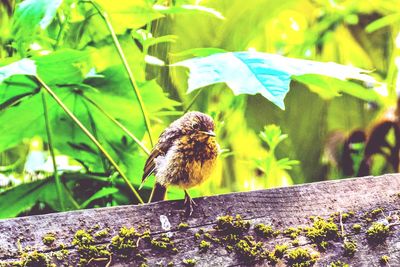 View of bird perching on plant