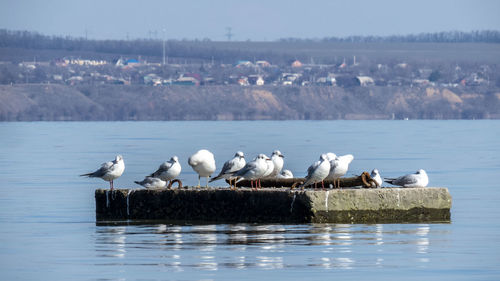 Flock of seagulls in the gulf of azo