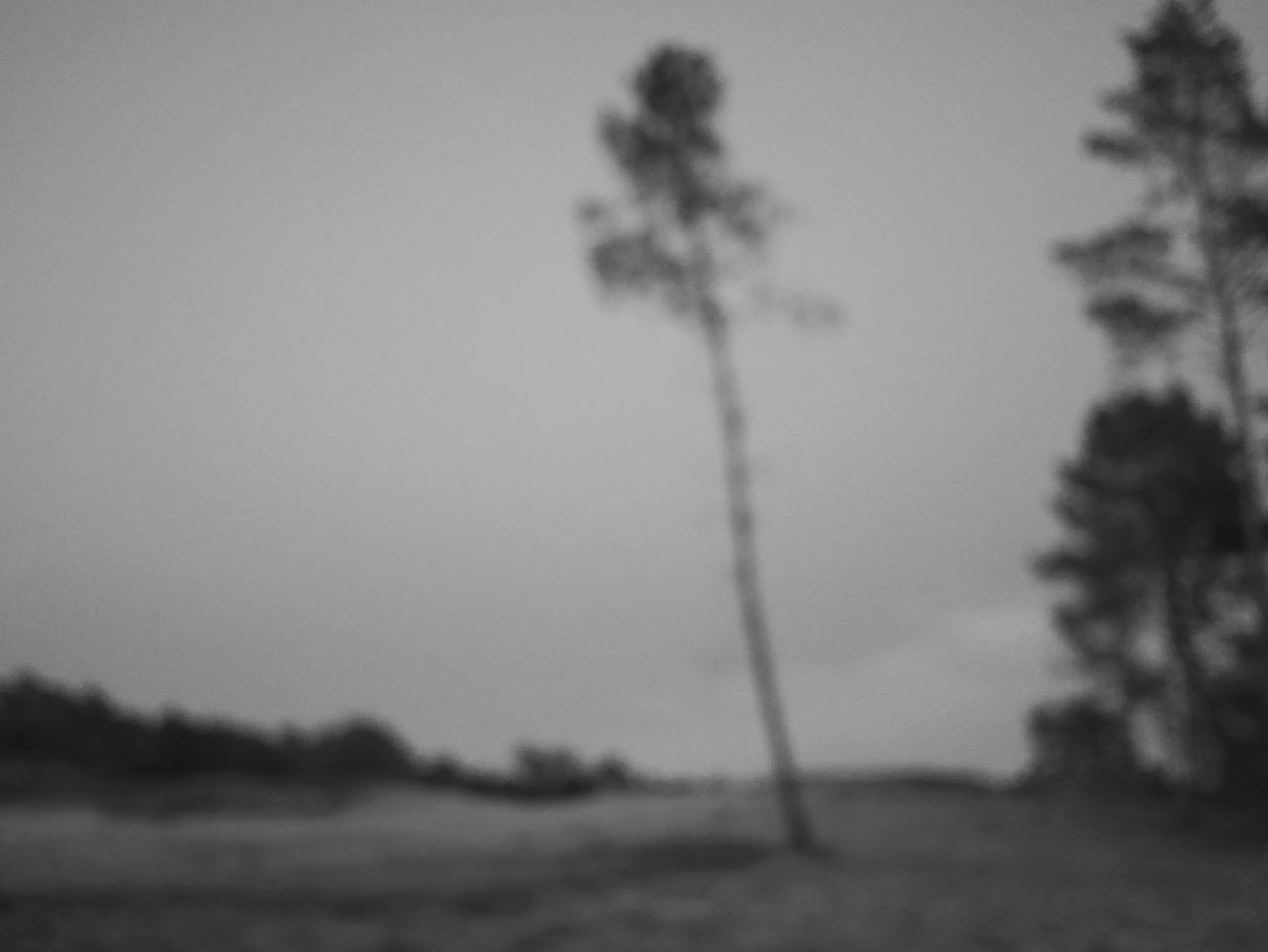 tree, plant, nature, tranquility, no people, focus on foreground, sky, beauty in nature, day, land, tranquil scene, outdoors, growth, clear sky, non-urban scene, environment, copy space, selective focus, scenics - nature, motion