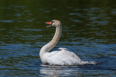 Adult male mute swan displaying wings on the huron river