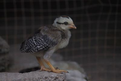 Close-up of a bird