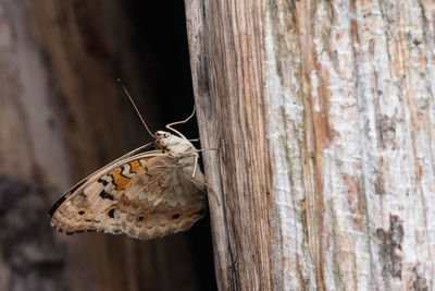 Close-up of butterfly on tree trunk