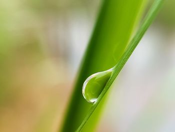 Close-up of green leaf on grass