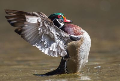 Side view of mandarin duck flapping wings while swimming in lake