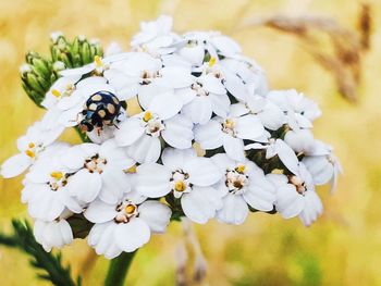 Close-up of bee on white flower