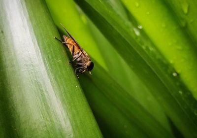 Close-up of insect on leaf