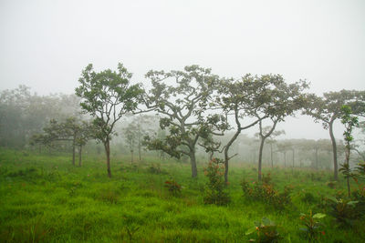 Trees on field against sky