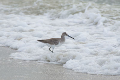 Seagull on a beach