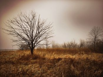 Bare tree on field against sky
