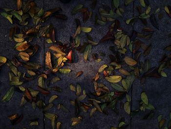 High angle view of dry leaves on field