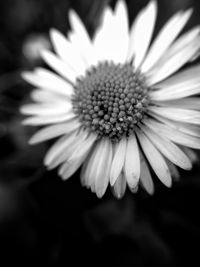 Close-up of flower blooming outdoors