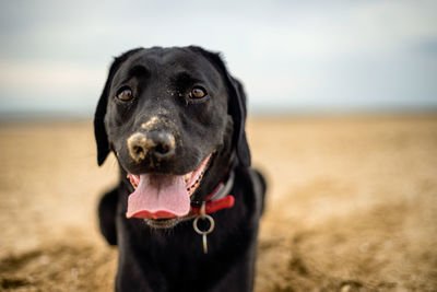 Close-up portrait of black dog lying on beach