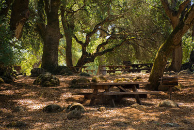 Trees in forest