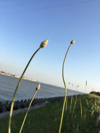 Close-up of plant against clear sky