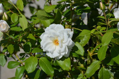 Close-up of white flowers