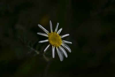 Close-up of white flowers blooming outdoors