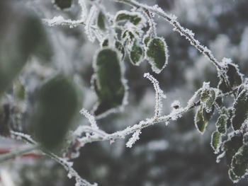 Close-up of frozen plant during winter