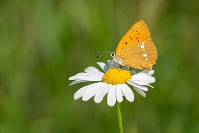 Close-up of butterfly pollinating on flower