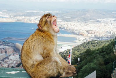 Monkey shouting while sitting on wall with cityscape and sea in background