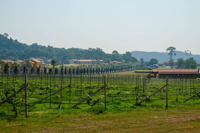 Scenic view of rural landscape