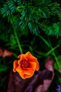 Close-up of orange flowering plant