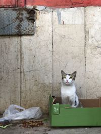 Portrait of cat sitting on wall