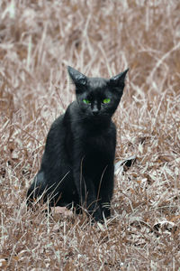 Portrait of black cat sitting on grass