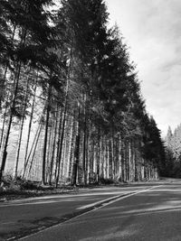 Road amidst trees in forest against sky