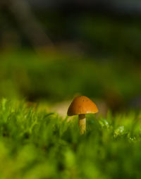 Close-up of mushroom growing on field