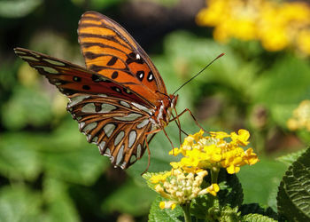 Close-up of butterfly pollinating on yellow flower