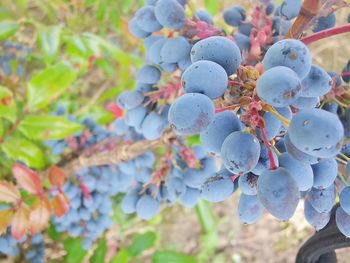 Close-up of grapes growing on tree