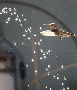 Close-up of bird