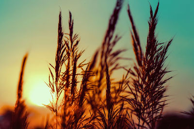 Close-up of wheat growing on field against sky