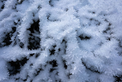 Full frame shot of frozen plants