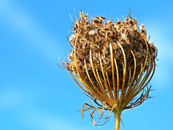 Low angle view of wilted plant against clear blue sky