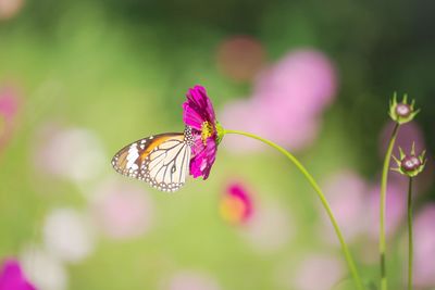 Close-up of butterfly on flower