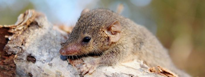 Close-up of a cute small animal