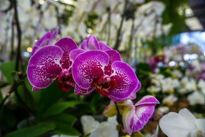 Close-up of pink flowering plant in park