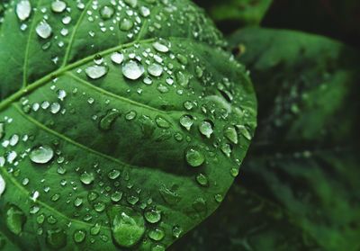 Close-up of raindrops on leaves