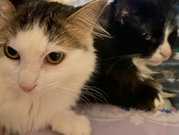 Close-up portrait of cat