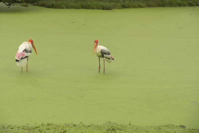 View of birds in water