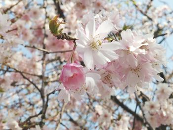 Low angle view of cherry blossom tree