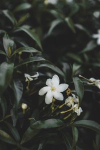 Close-up of white flowering plant